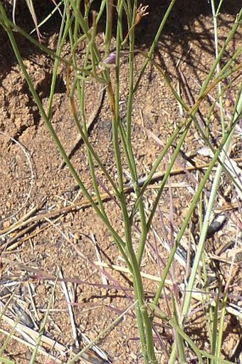 Wahlenbergia virgata