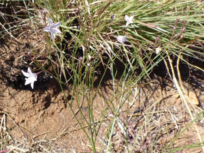 Wahlenbergia virgata