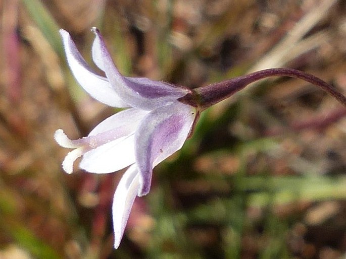 Wahlenbergia virgata