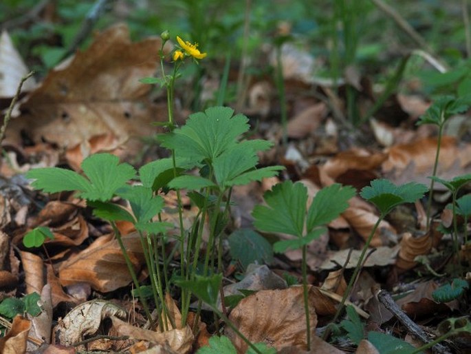 Waldsteinia teppneri