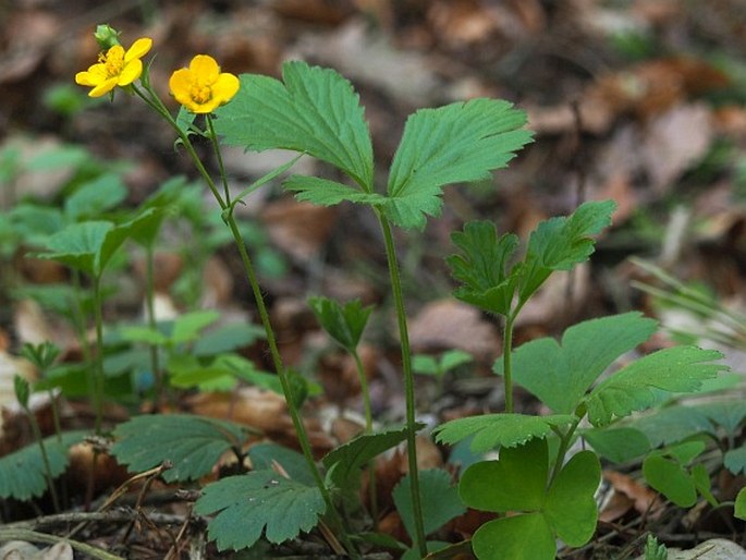 Waldsteinia teppneri