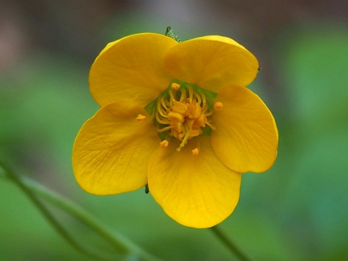 Waldsteinia teppneri