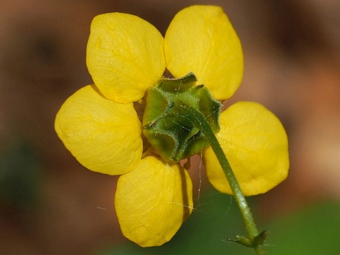 Waldsteinia teppneri