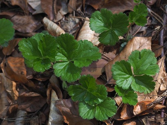 Waldsteinia teppneri