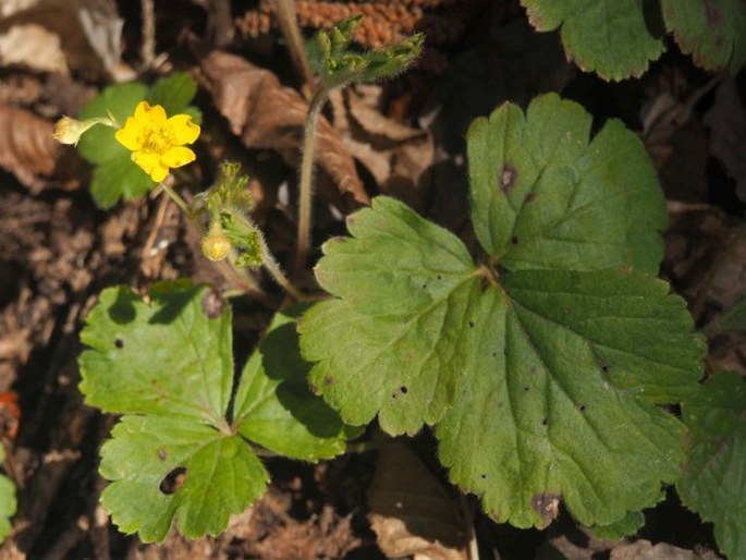 Waldsteinia ternata subsp. magicii