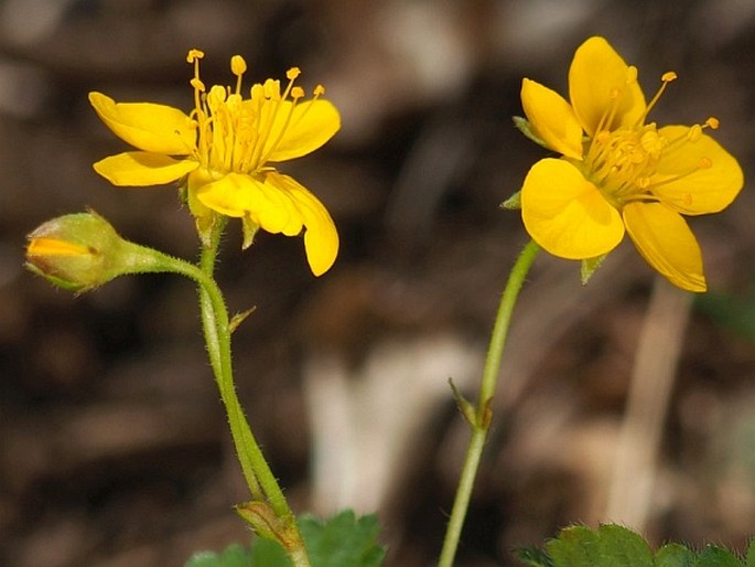 Waldsteinia ternata subsp. magicii