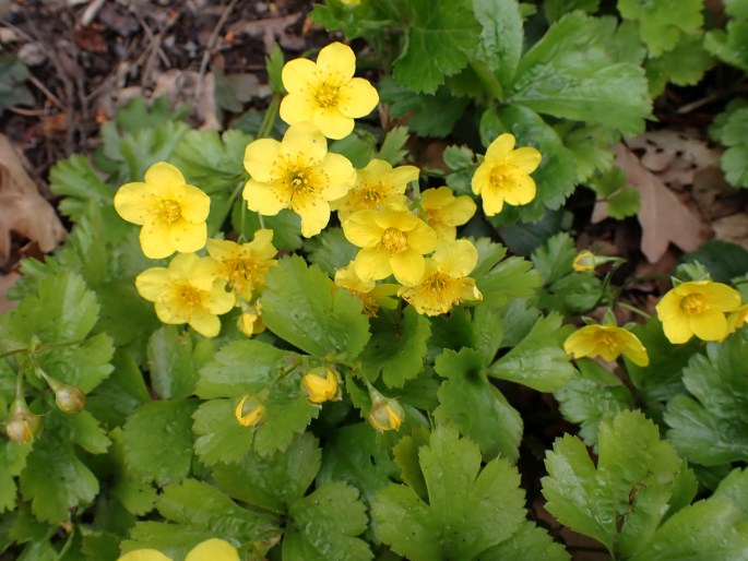 Waldsteinia ternata