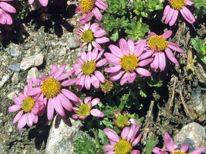 Waldheimia tridactylites