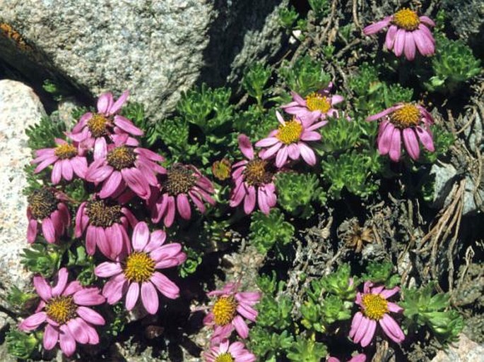 Waldheimia tridactylites