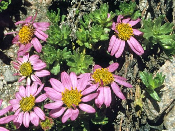 Waldheimia tridactylites