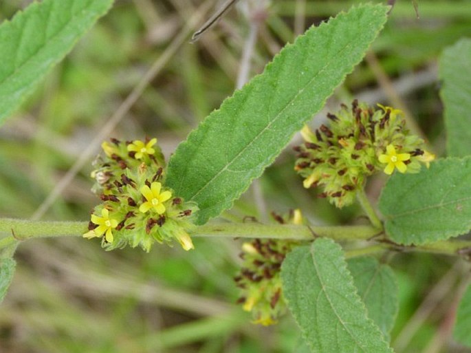 WALTHERIA INDICA L. – samoš obecný