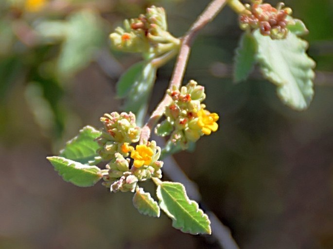 Waltheria ovata