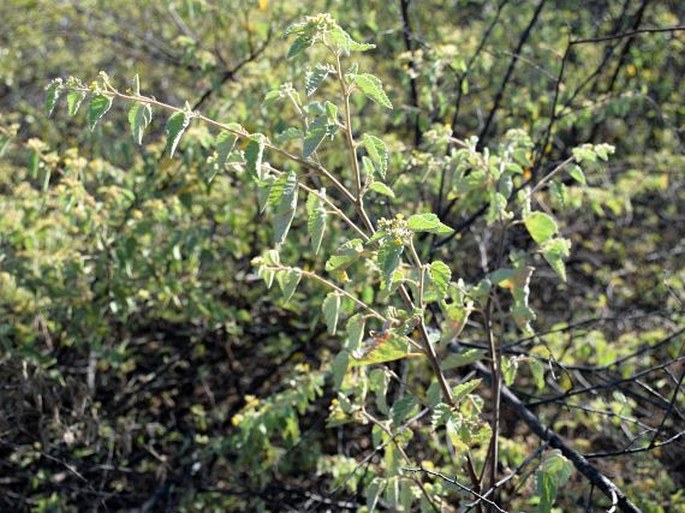 Waltheria ovata