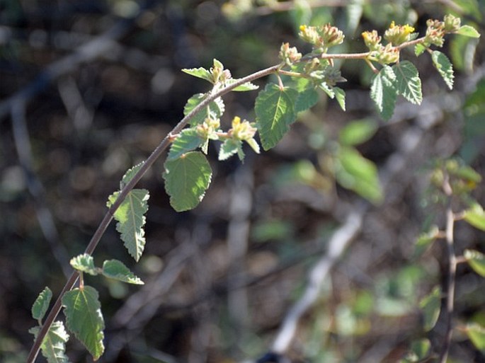 Waltheria ovata