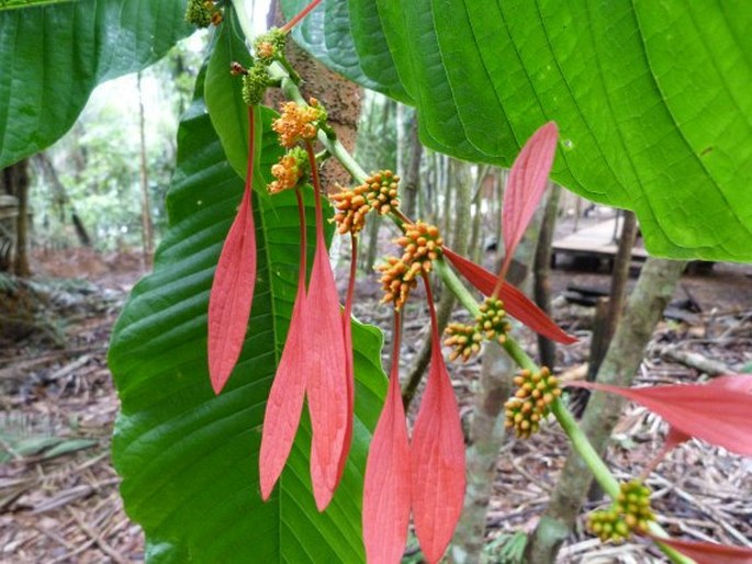 WARSZEWICZIA COCCINEA (Vahl) Klotzsch