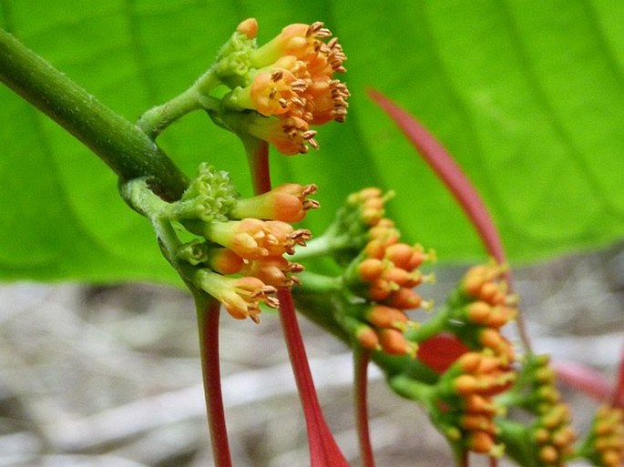 Warszewiczia coccinea