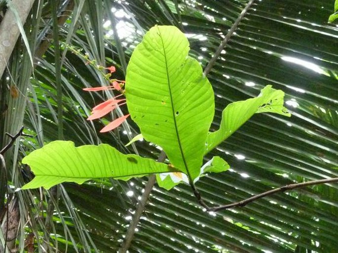 Warszewiczia coccinea