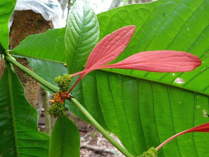 Warszewiczia coccinea