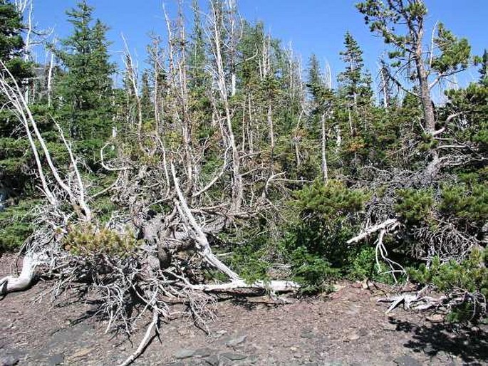 Waterton Lakes National Park