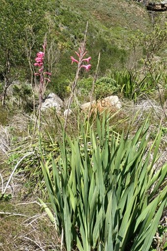 Watsonia borbonica