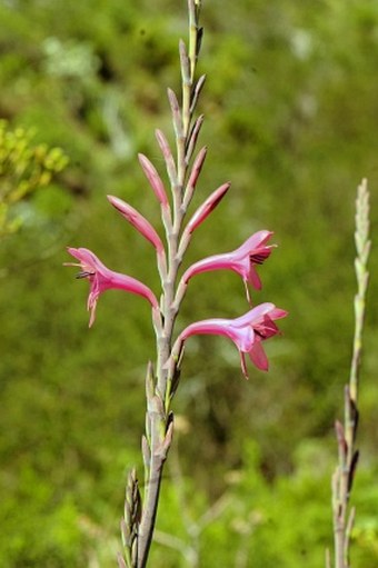 Watsonia borbonica