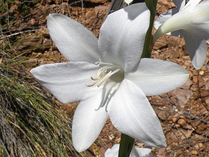 Watsonia borbonica