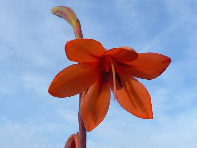 Watsonia meriana var. bulbillifera