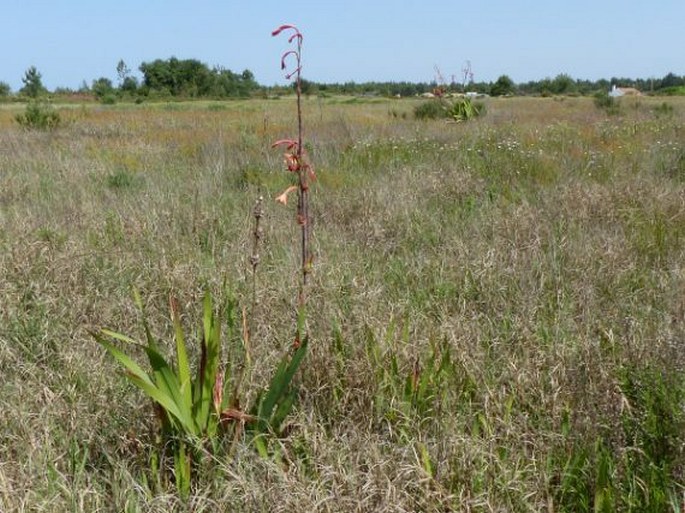 Watsonia meriana var. bulbillifera