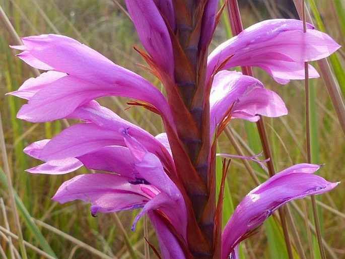 Watsonia lepida