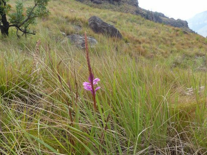 Watsonia lepida