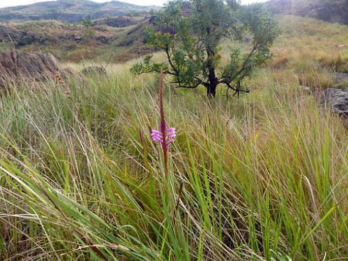 Watsonia lepida