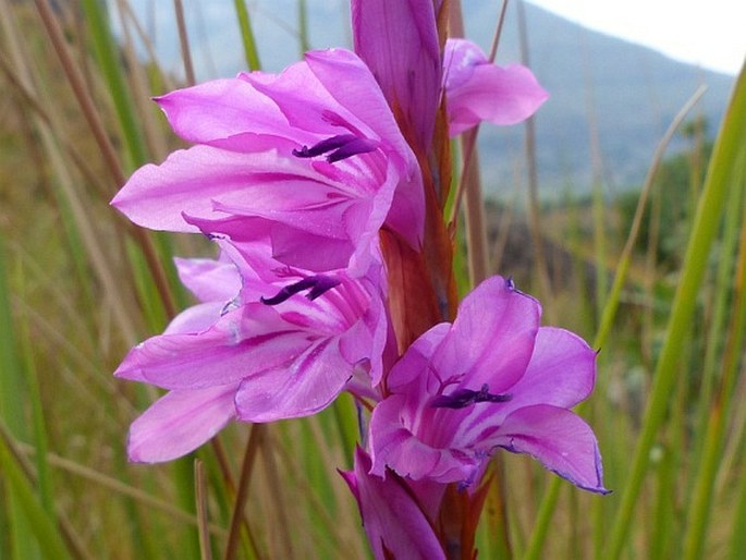 Watsonia lepida