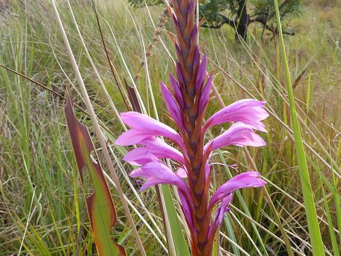 WATSONIA LEPIDA N. E. Br.