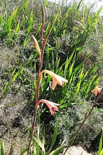 Watsonia meriana