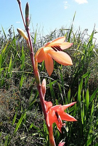 Watsonia meriana