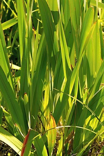 Watsonia meriana