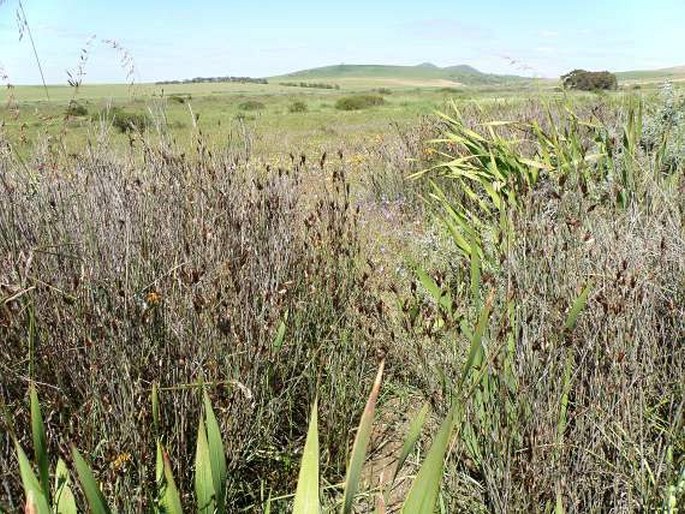 Watsonia meriana