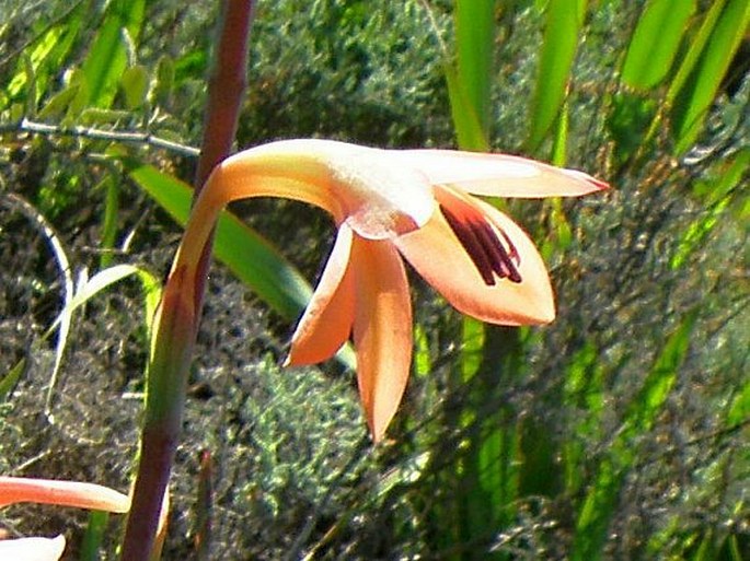 Watsonia meriana