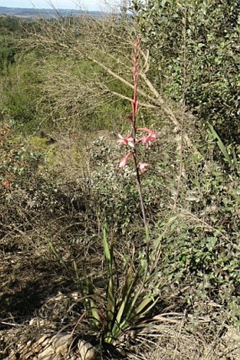 Watsonia pillansii