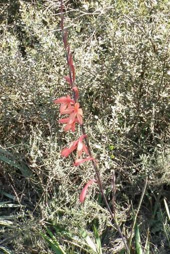 Watsonia pillansii