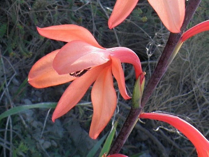 WATSONIA PILLANSII L. Bolus