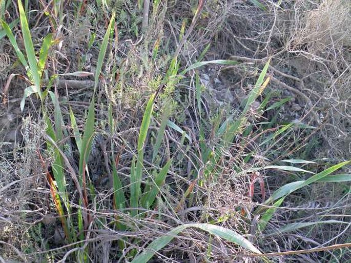 Watsonia pillansii