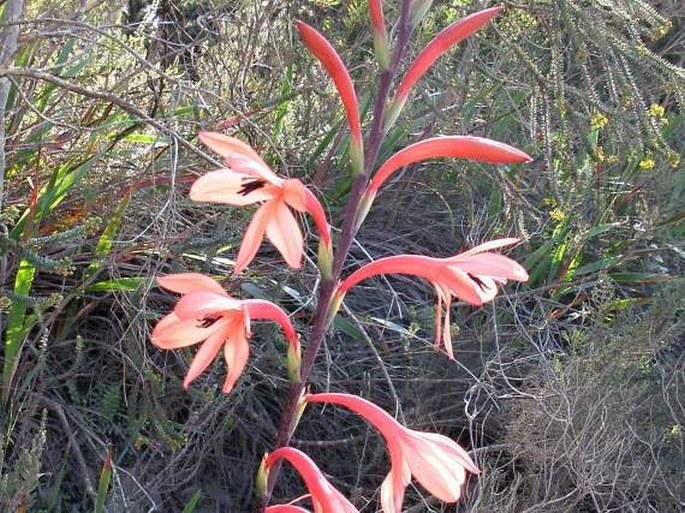 Watsonia pillansii