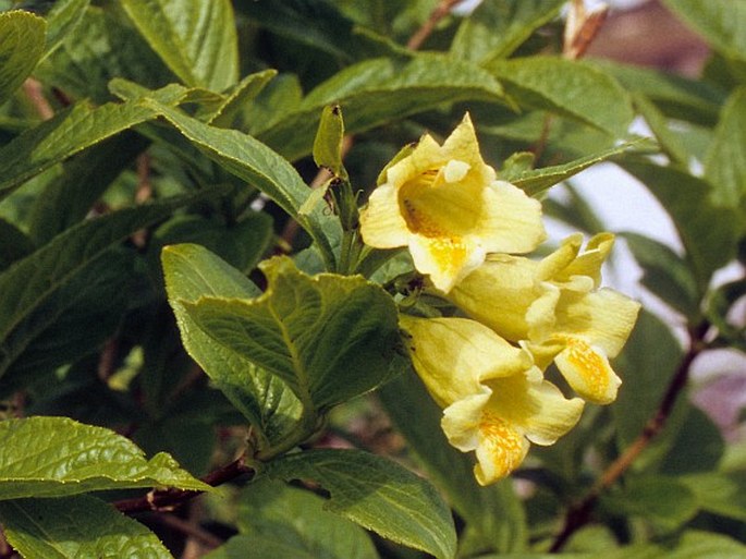 Weigela middendorfiana