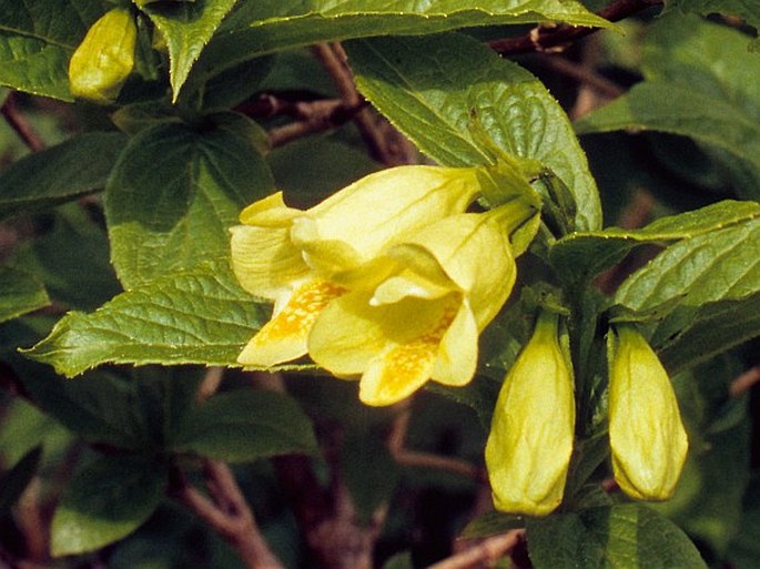 Weigela middendorfiana