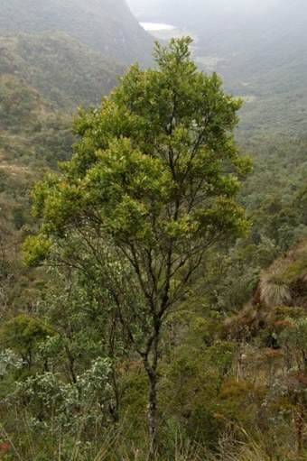 Weinmannia fagaroides