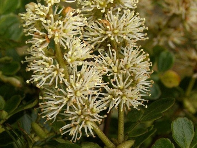 Weinmannia fagaroides