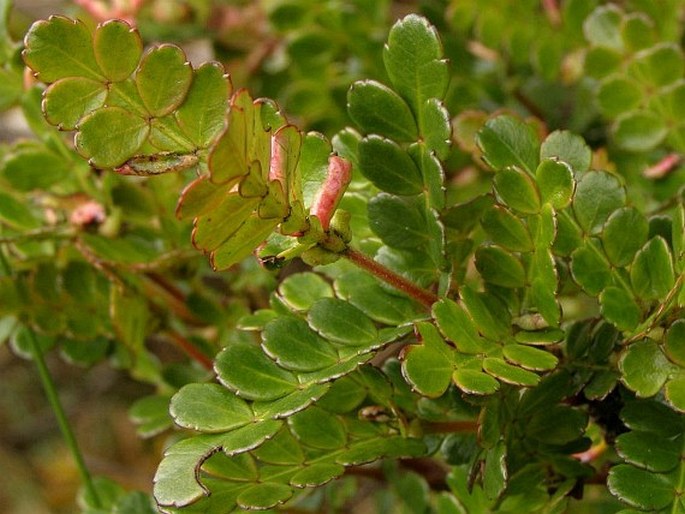 Weinmannia fagaroides