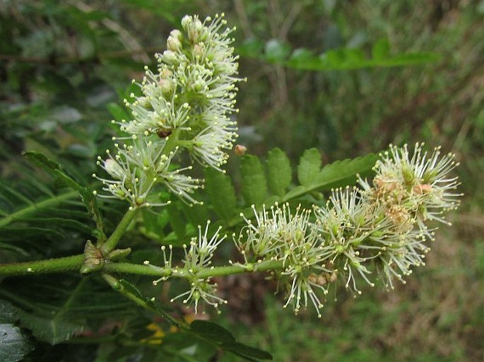 WEINMANNIA PINNATA L.