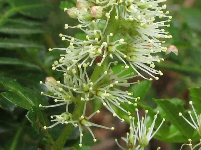 Weinmannia pinnata